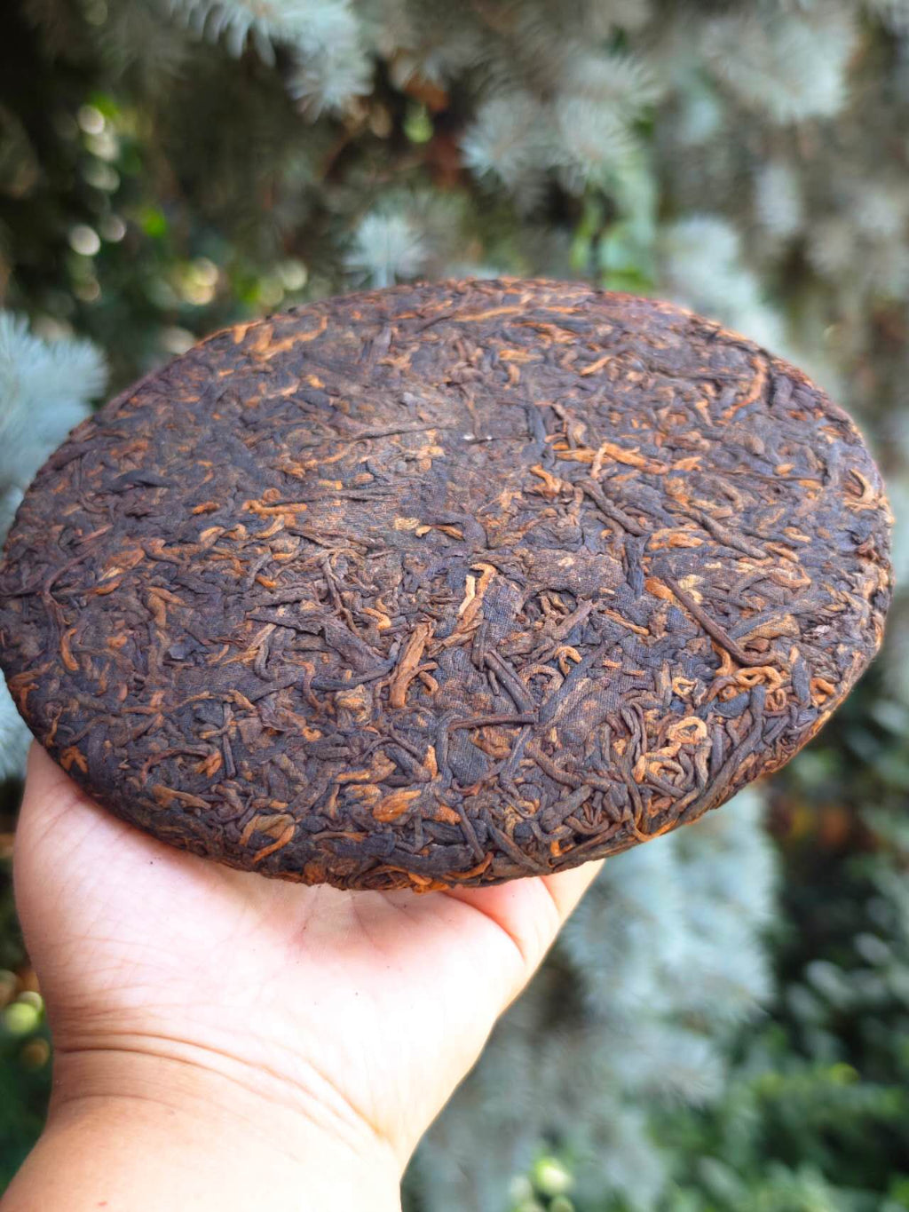 Tea Cake Tasting Portions: 薄荷塘熟  2011 "Bohetang-Ancient Tree-Gaogan Gushu, Shu Pu Erh", 50g