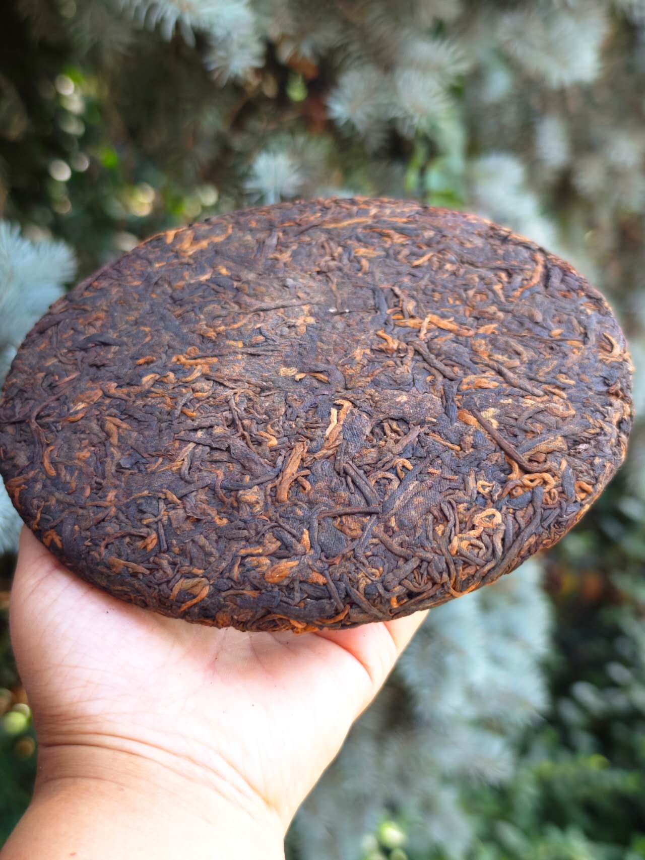 Tea Cake Tasting Portions: 薄荷塘熟  2011 "Bohetang-Ancient Tree-Gaogan Gushu, Shu Pu Erh", 50g