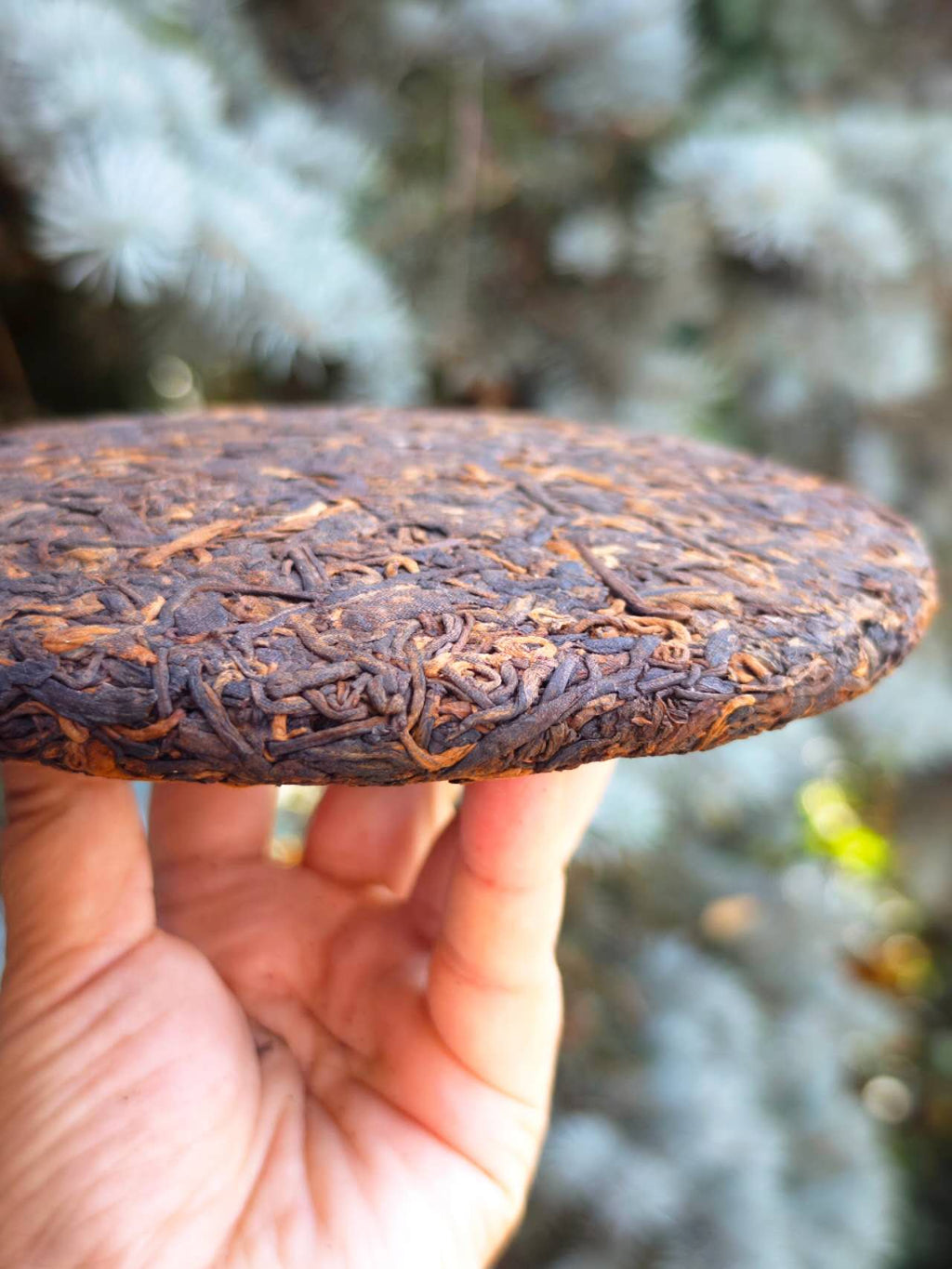 Tea Cake Tasting Portions: 薄荷塘熟  2011 "Bohetang-Ancient Tree-Gaogan Gushu, Shu Pu Erh", 50g