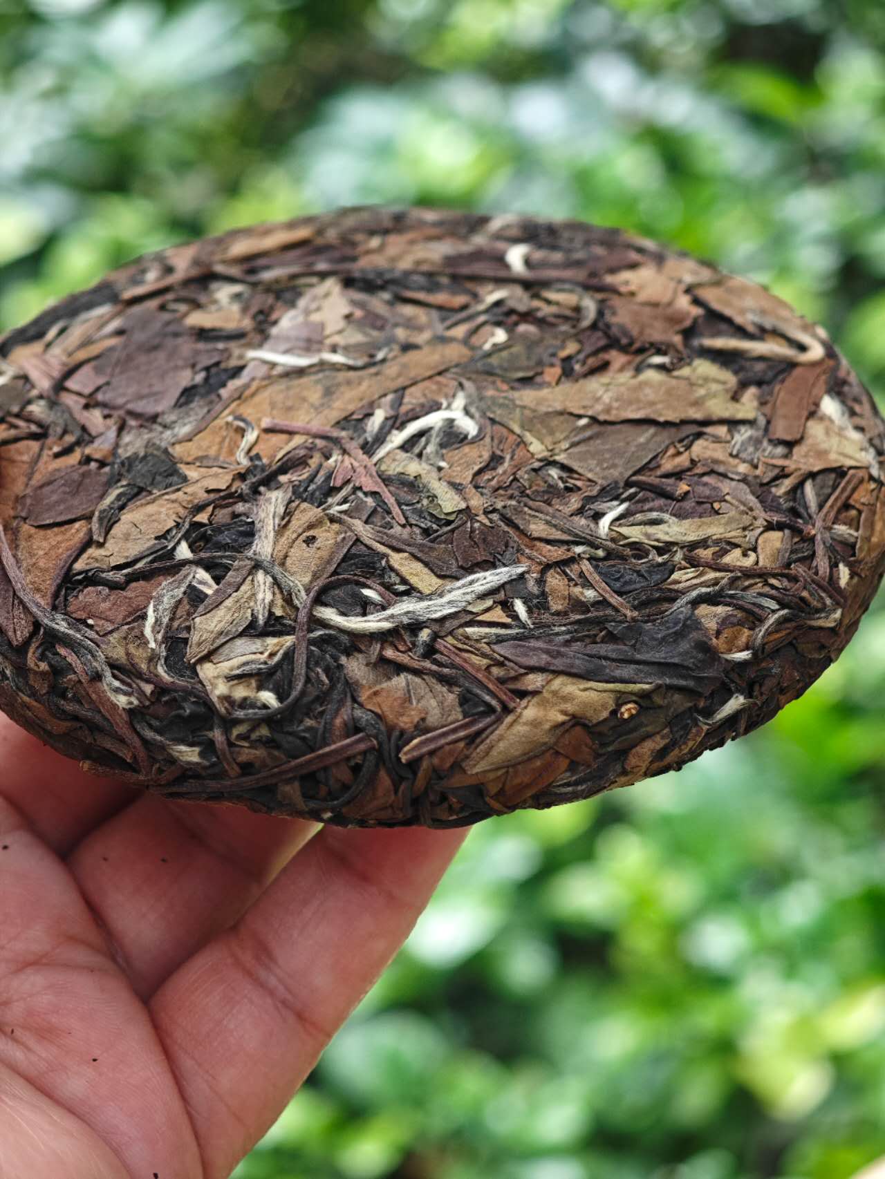 老寿眉小饼 2017 Lao Shou Mei White Tea Cake Panxi Village, Fuding, Fujian • 100g Cake - 6leaves 357
