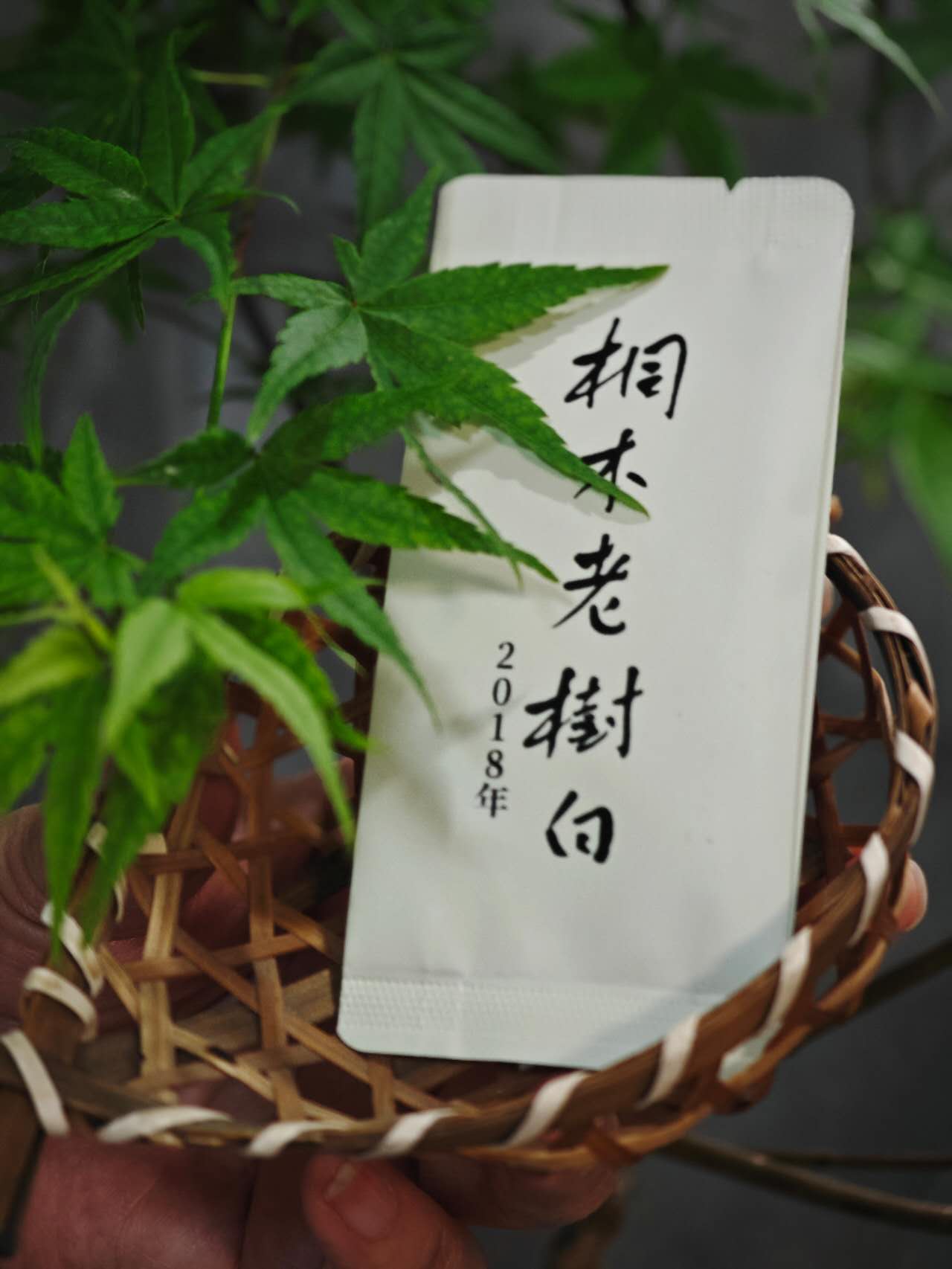 桐木关老树白 2018 Tongmuguan Laocong Baicha, Fujian, 10 Pieces (6g per piece) in a Package - 6leaves 357