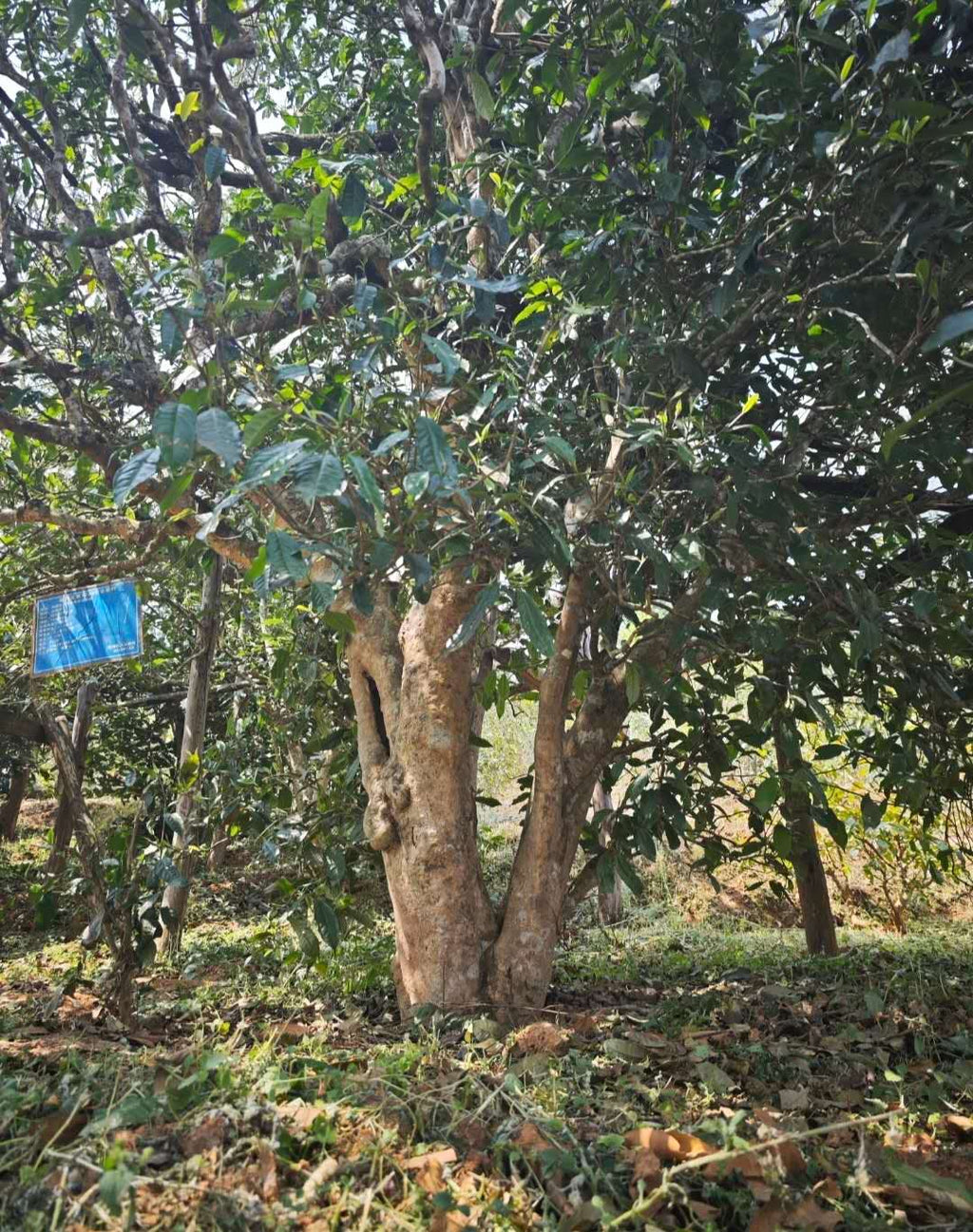 古树生昔归 2024 Gushu Sheng "Xi Gui", 400 - year - old ancient tee tree, 100g Cake - 6leaves 357