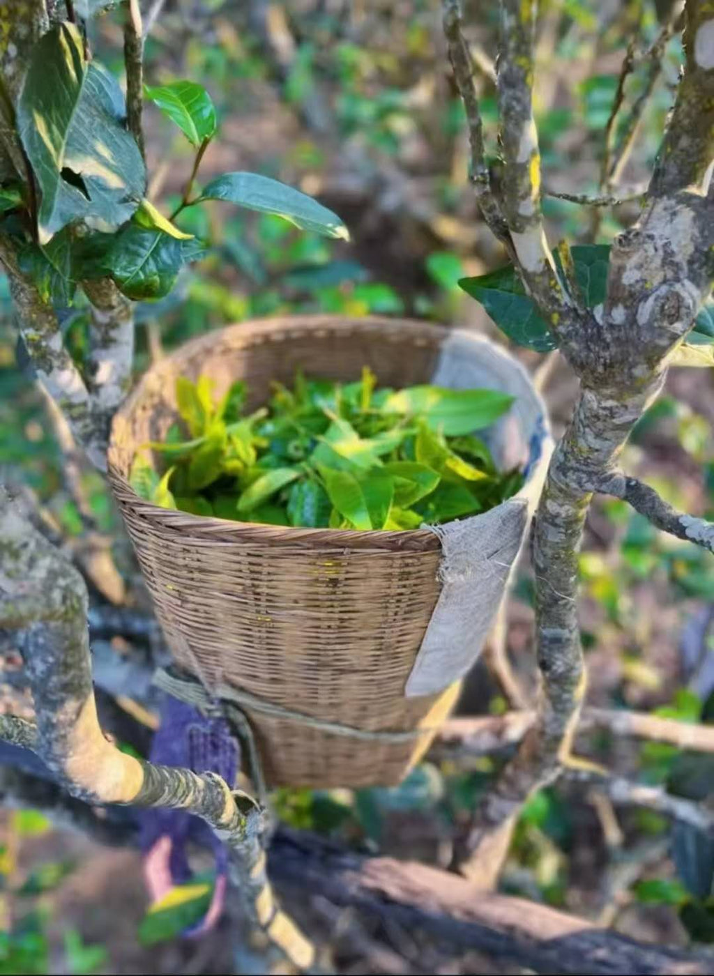 古树毛茶凤凰窝 2025 Early Spring "Fenghuangwo - Phoenix Nest" Ancient Tree Maocha (300+ Years Old) - Yiwu Mountain, Xishuangbanna, 50g Package - 6leaves 357
