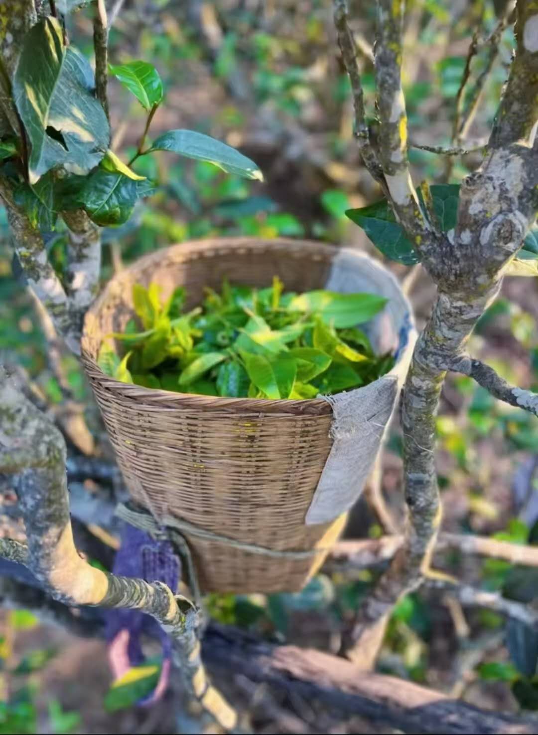 古树毛茶凤凰窝 2025 Early Spring "Fenghuangwo - Phoenix Nest" Ancient Tree Maocha (300+ Years Old) - Yiwu Mountain, Xishuangbanna, 50g Package - 6leaves 357