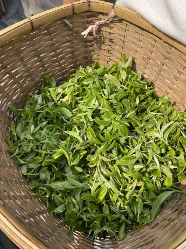 古树毛茶凤凰窝 2025 Early Spring "Fenghuangwo - Phoenix Nest" Ancient Tree Maocha (300+ Years Old) - Yiwu Mountain, Xishuangbanna, 50g Package - 6leaves 357