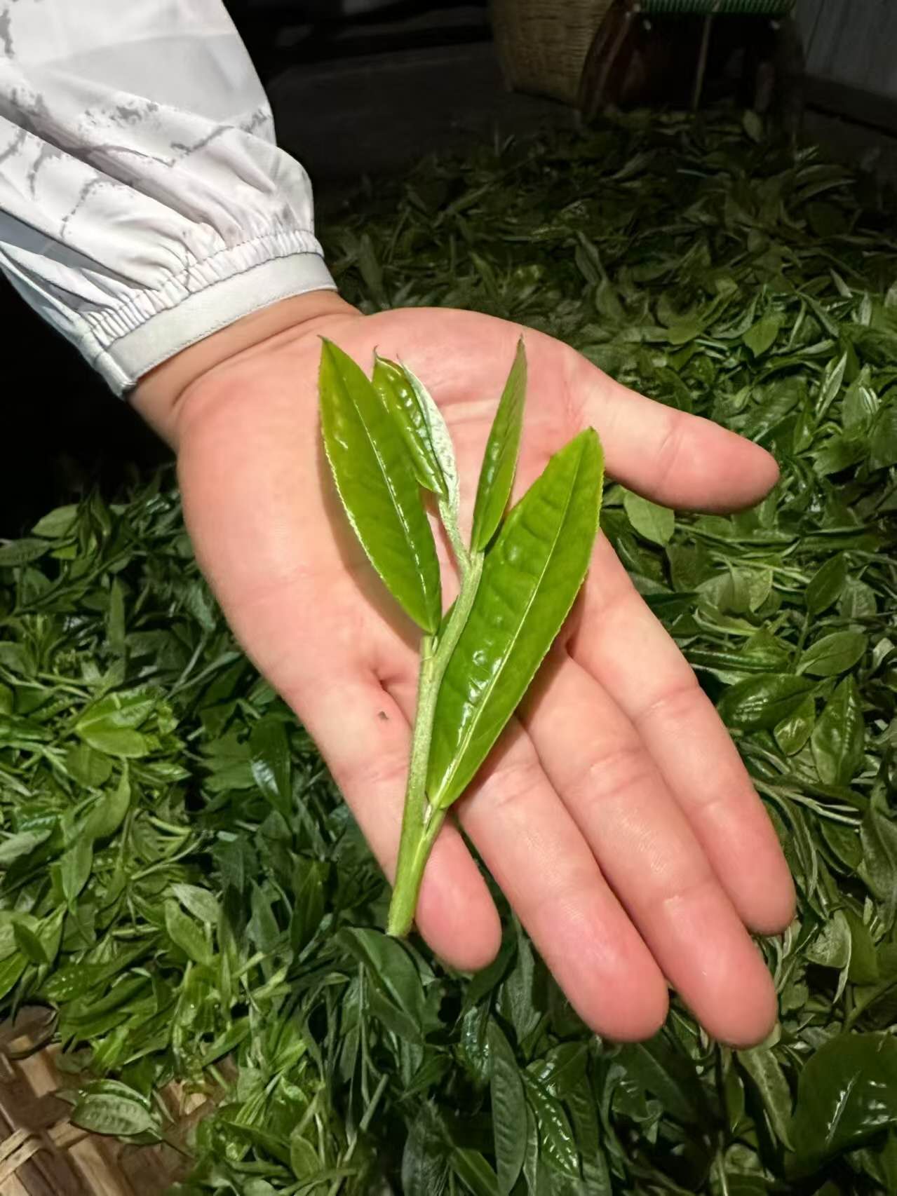 古树毛茶白莺山 2025 Gushu Maocha "BaiYingShan" Lincang Yunnan 50g Package - 6leaves 357