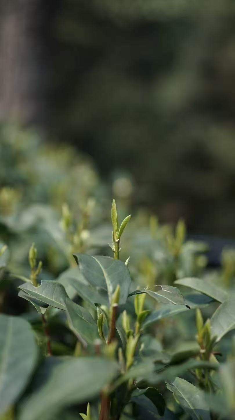 明前龙井 银段 2025 Mingqian green tea Long Jing No.43 Silver 100g Pakage - 6leaves 357