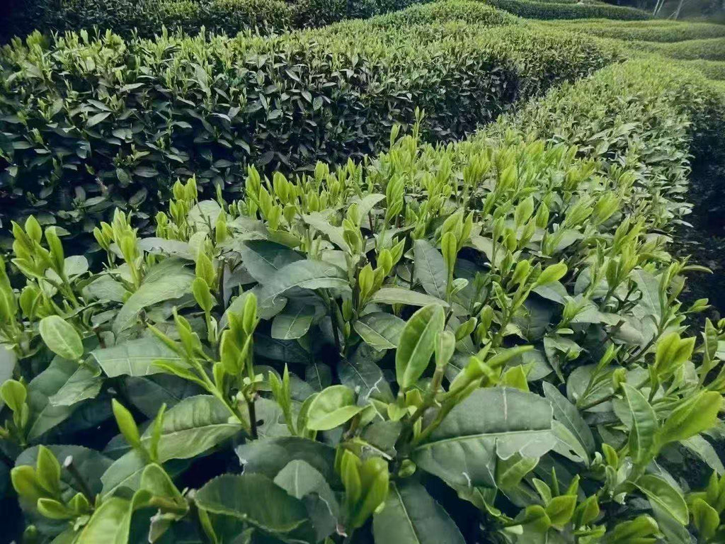明前龙井 银段 2025 Mingqian green tea Long Jing No.43 Silver 100g Pakage - 6leaves 357