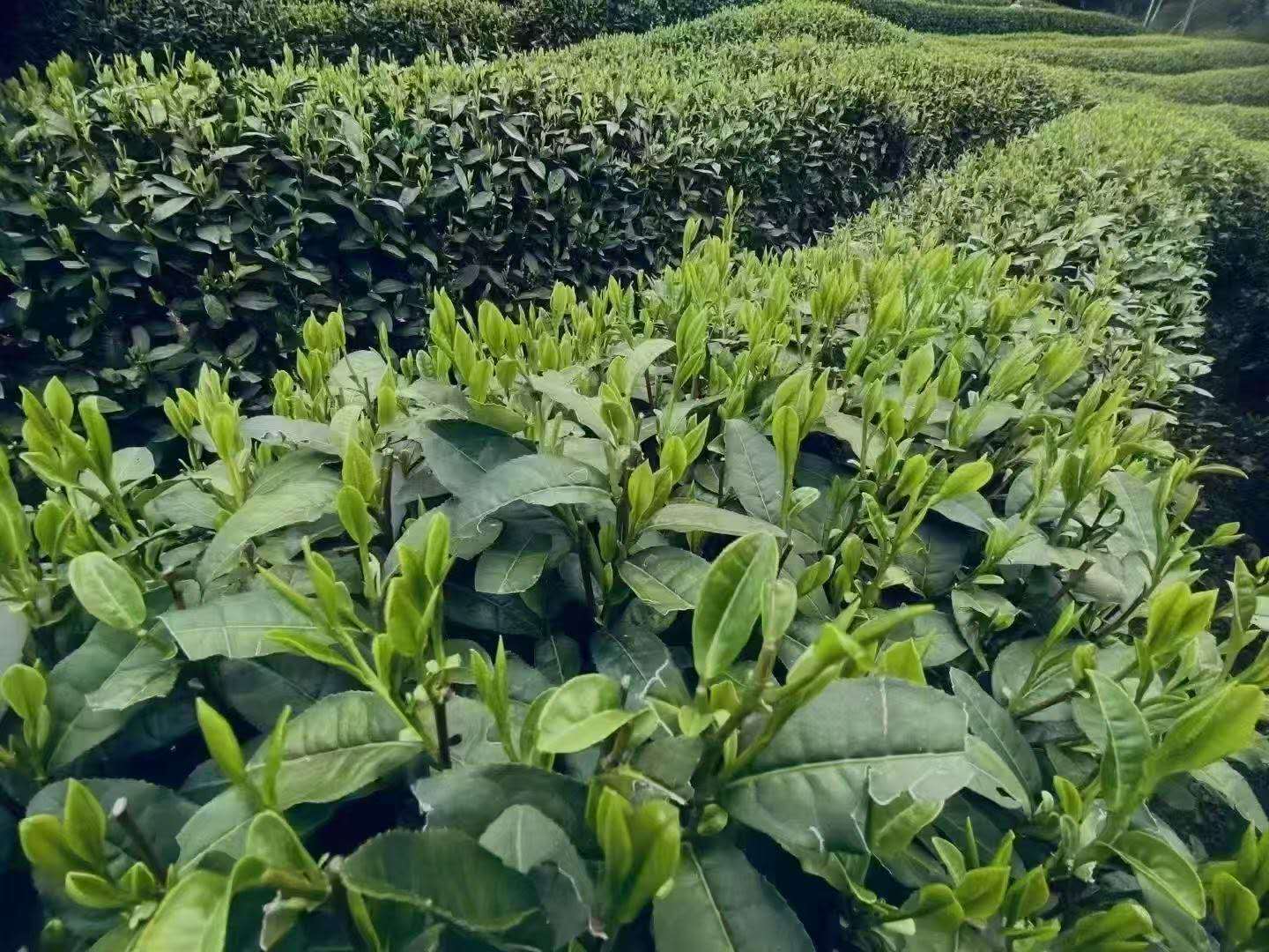 明前龙井 银段 2025 Mingqian green tea Long Jing No.43 Silver 100g Pakage - 6leaves 357
