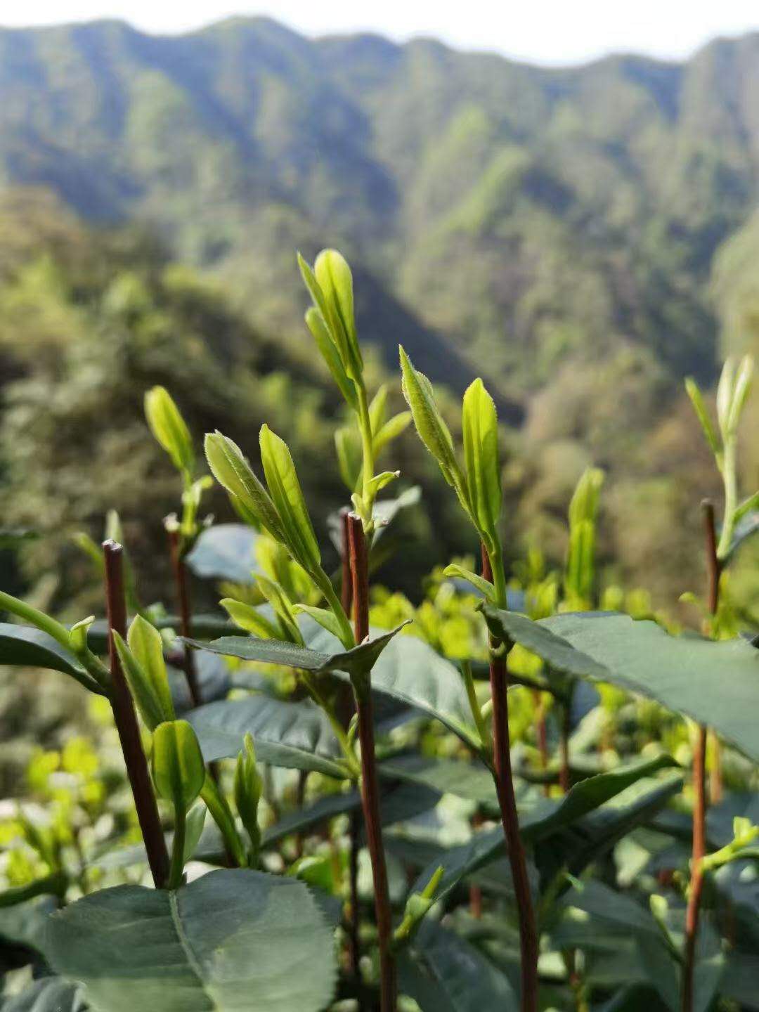 太平猴魁 2025 Mingqian green tea Taiping Houkui 50g Box - 6leaves 357