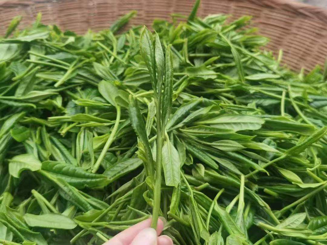 太平猴魁 2025 Mingqian green tea Taiping Houkui 50g Box - 6leaves 357