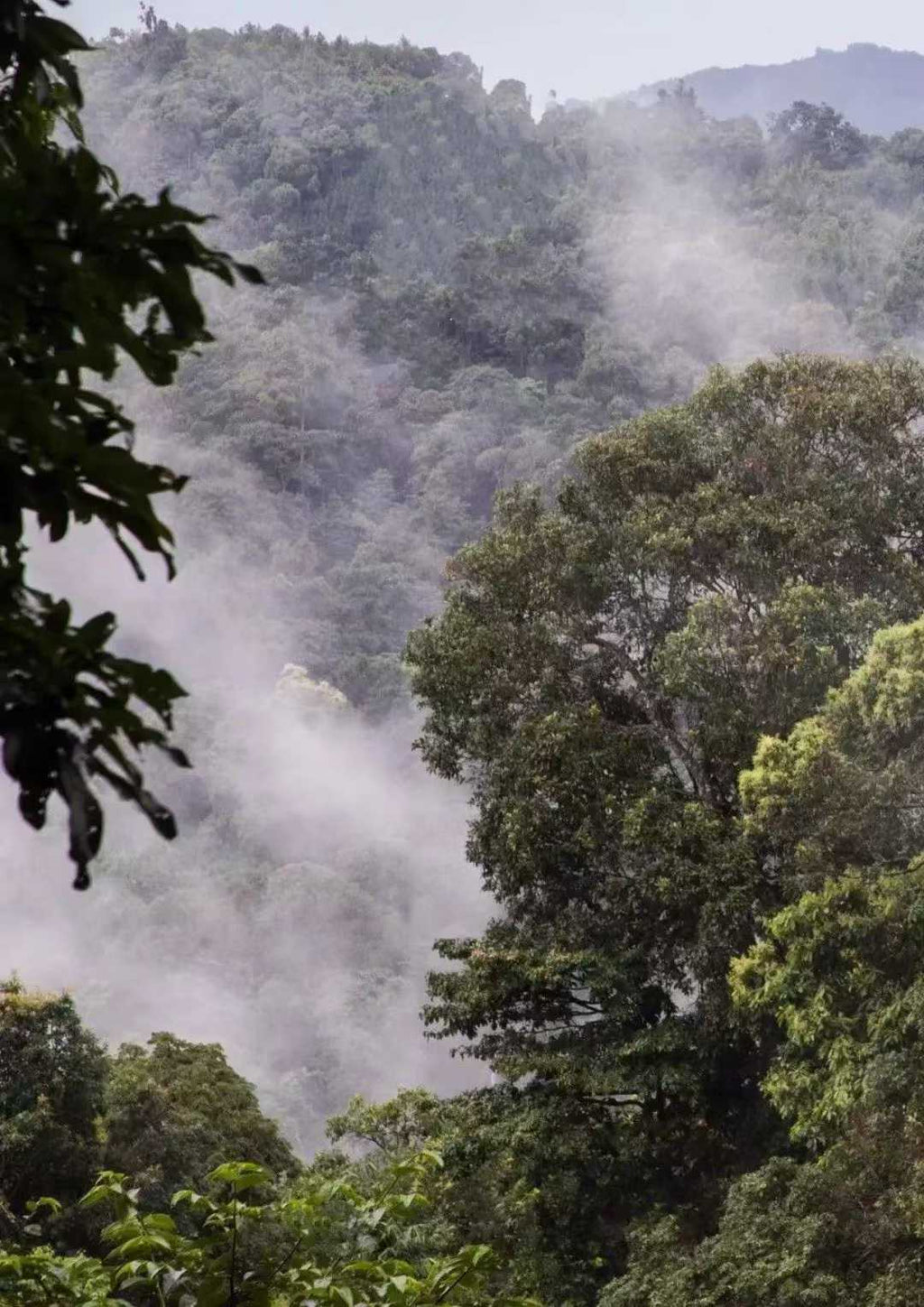 古树白莺山小饼 2025 Gushu Sheng "BaiYingShan"- over 300 year ancient Tree, Lincang, Yunnan, 100g Cake