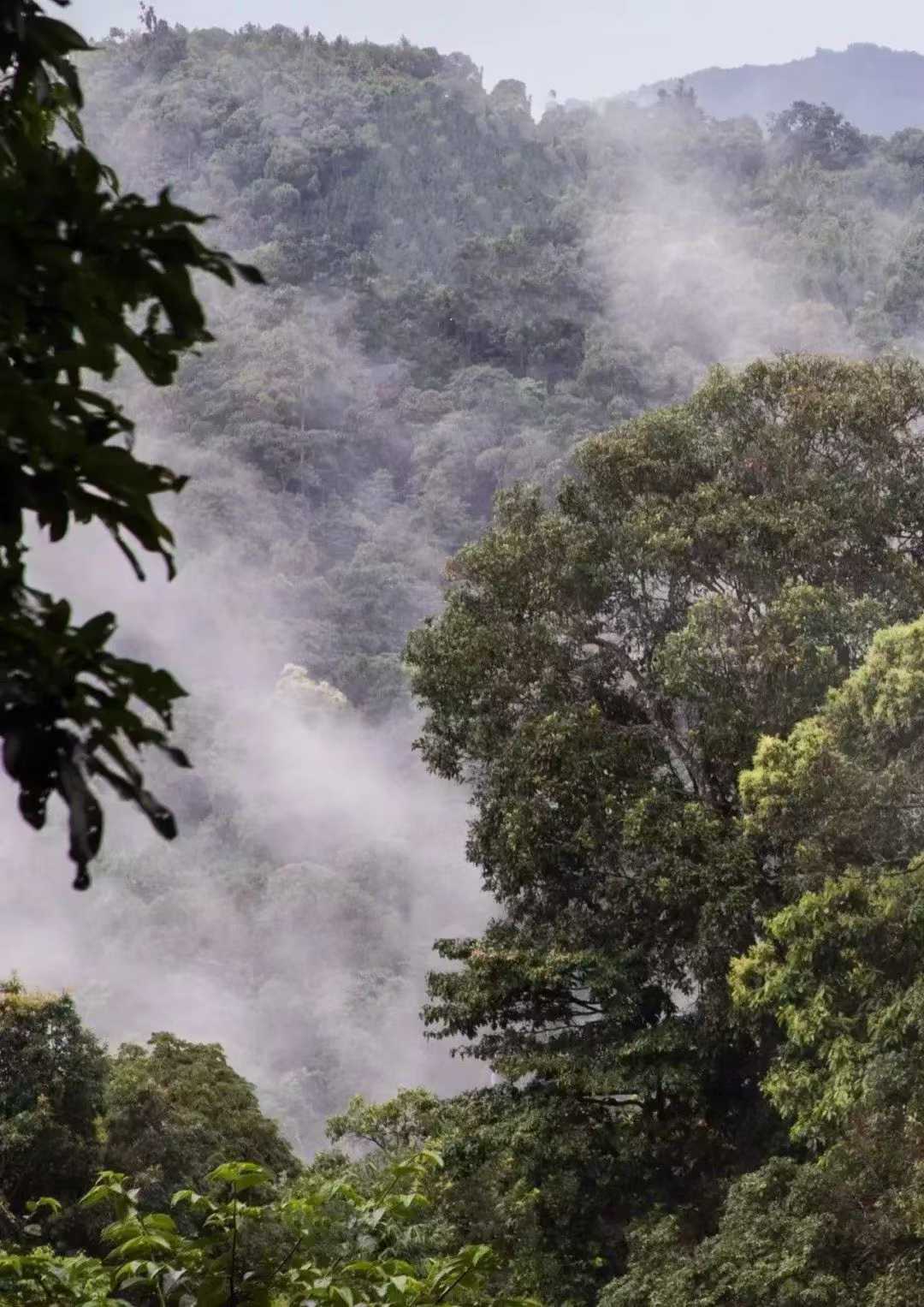 古树白莺山小饼 2025 Gushu Sheng "BaiYingShan"- over 300 year ancient Tree, Lincang, Yunnan, 100g Cake
