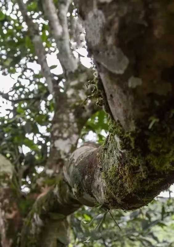 古树白莺山小饼 2025 Gushu Sheng "BaiYingShan"- over 300 year ancient Tree, Lincang, Yunnan, 100g Cake