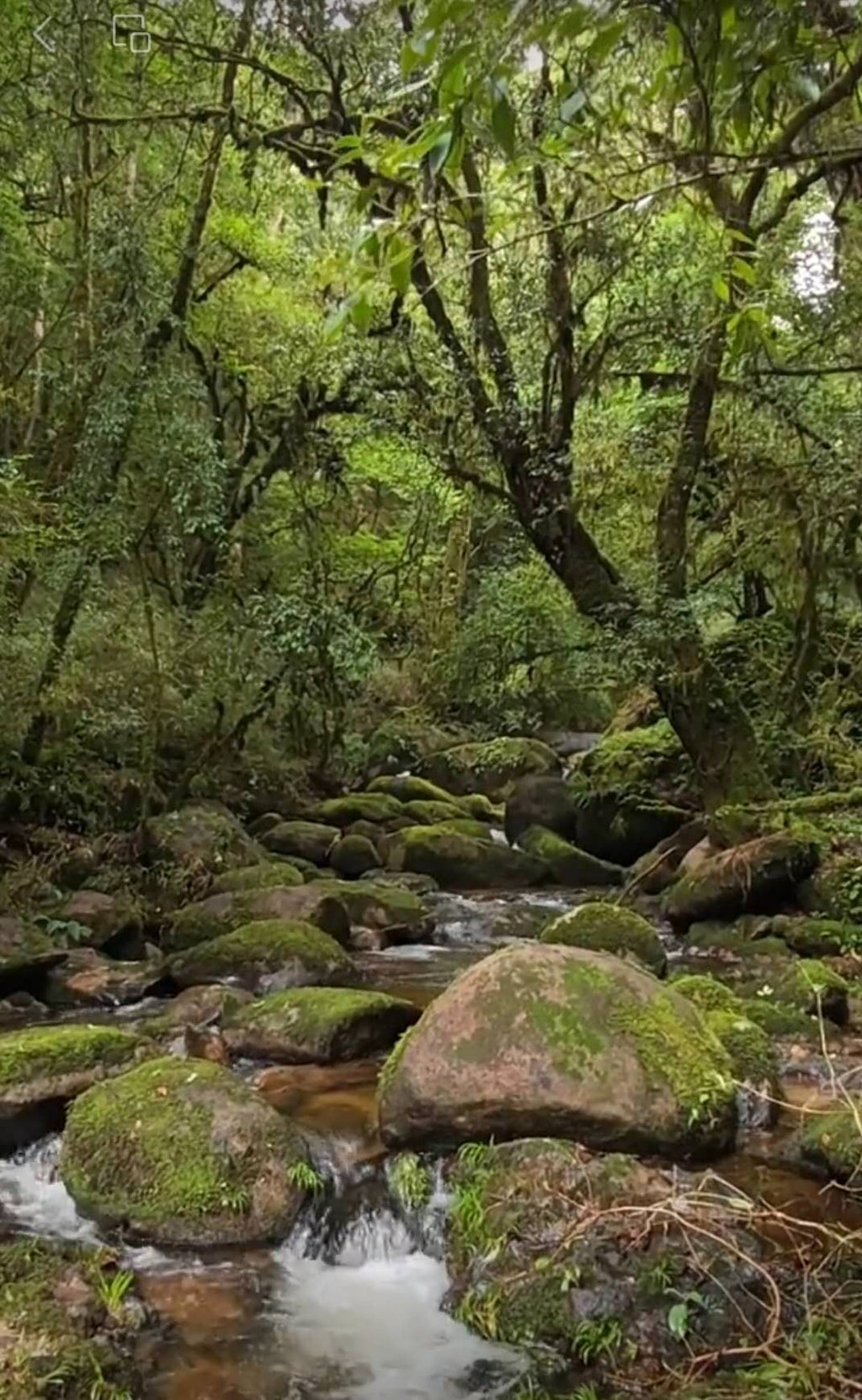 古树毛茶凤凰窝 2025 Early Spring "Fenghuangwo-Phoenix Nest" Ancient Tree Maocha (300+ Years Old) - Yiwu Mountain, Xishuangbanna, 50g Pack