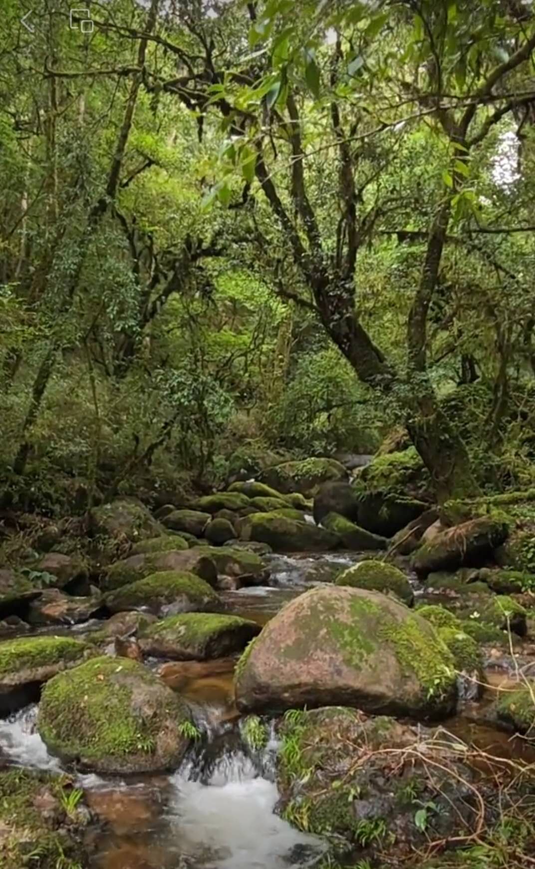 古树毛茶凤凰窝 2025 Early Spring "Fenghuangwo-Phoenix Nest" Ancient Tree Maocha (300+ Years Old) - Yiwu Mountain, Xishuangbanna, 50g Pack