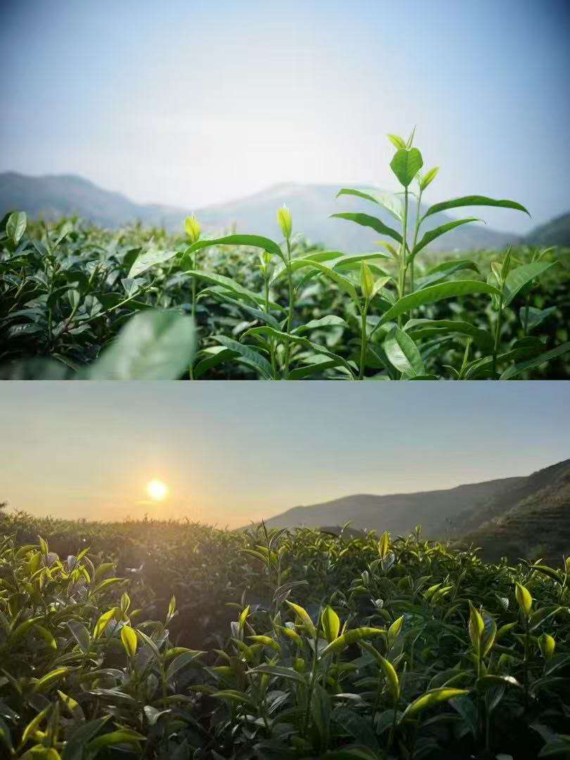 柚香奇兰 Baiya Qilan Roasted Oolong Scented with Pomelo Blossoms, 10 Pieces in a Packung - 6leaves 357