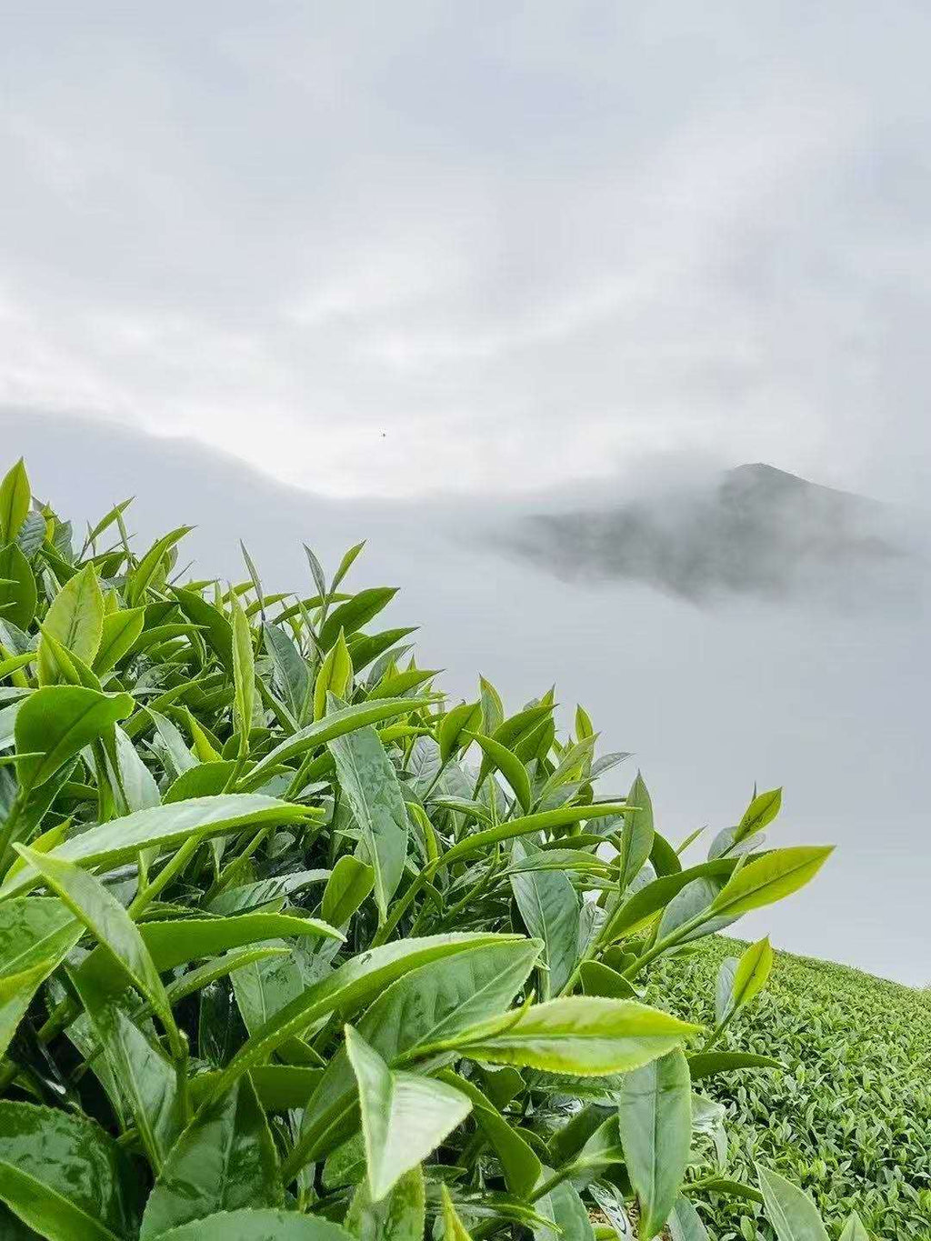 柚香奇兰 Baiya Qilan Roasted Oolong Scented with Pomelo Blossoms, 10 Pieces in a Packung - 6leaves 357