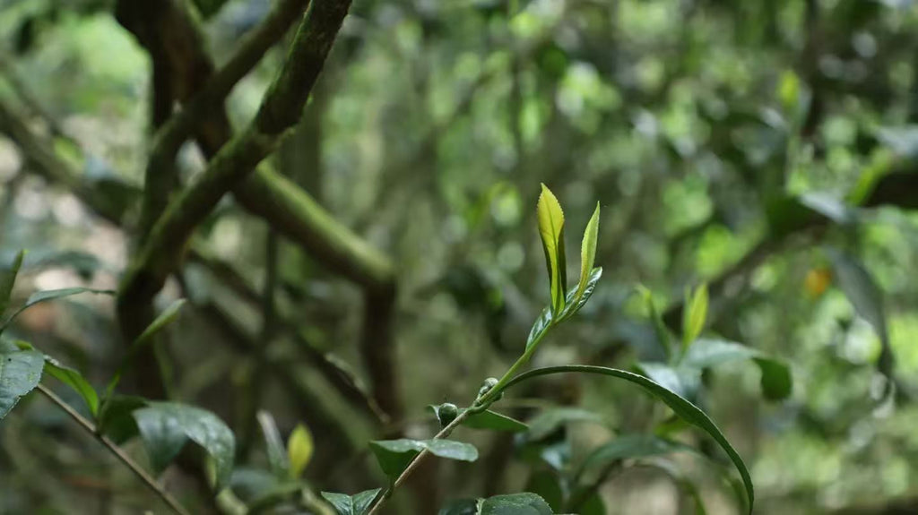 桐木关金俊眉 Hong Cha - Core area - Tongmuguan "Jin Jun Mei 2x5g Package - 6leaves 357