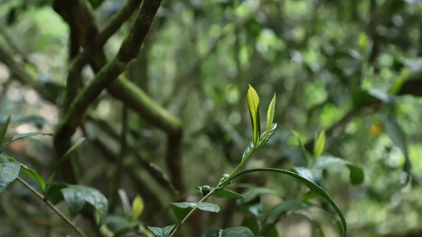 桐木关金俊眉 Hong Cha - Core area - Tongmuguan "Jin Jun Mei 2x5g Package - 6leaves 357