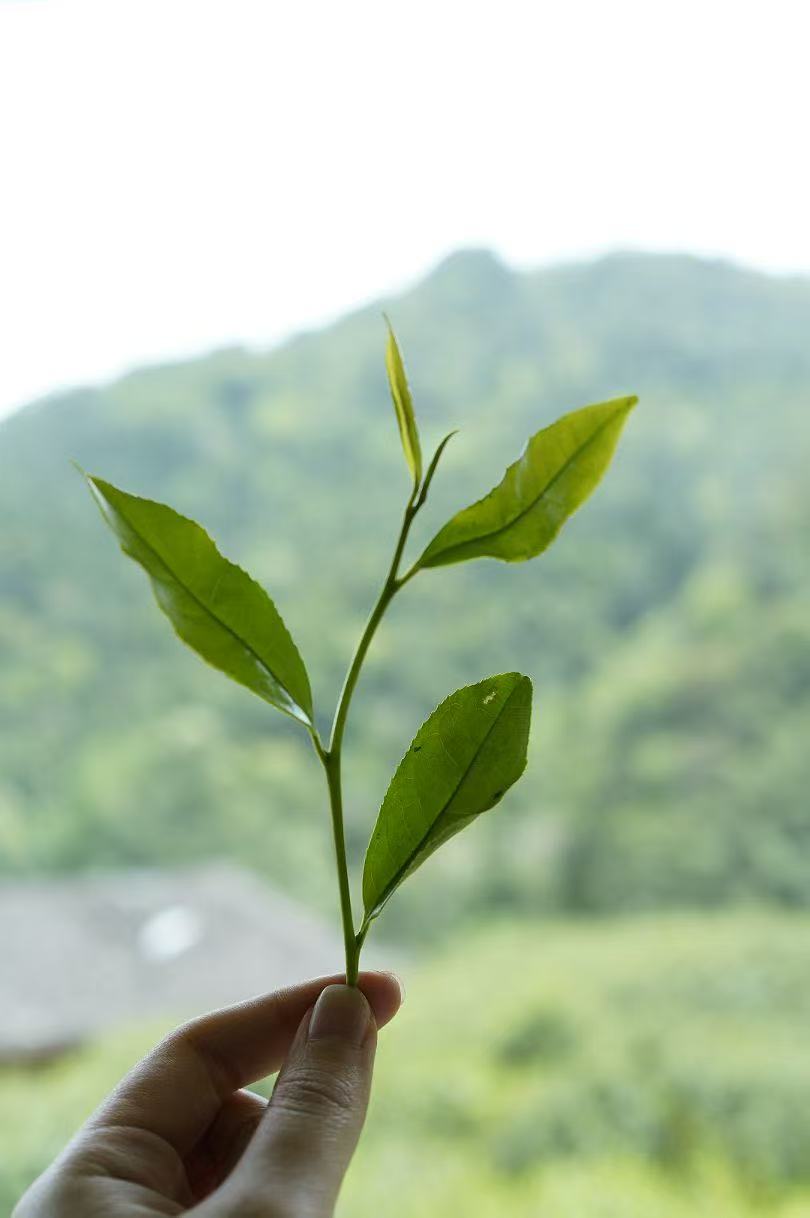 桐木关金俊眉 Hong Cha - Core area - Tongmuguan "Jin Jun Mei 2x5g Package - 6leaves 357