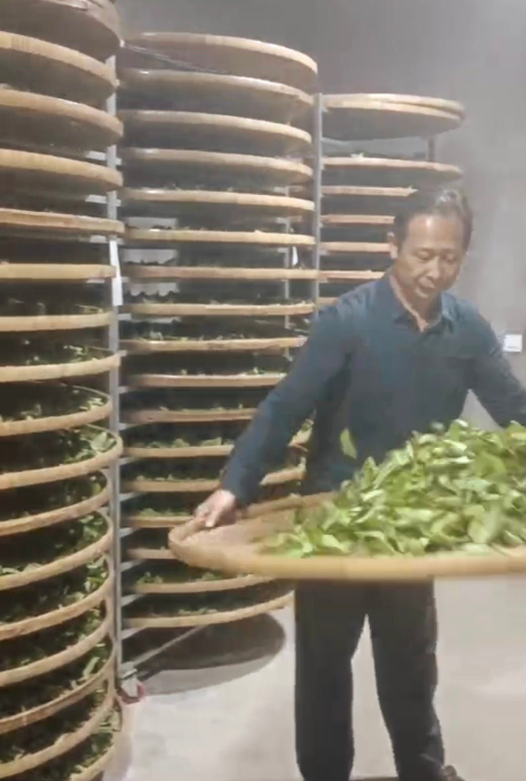 漳平水仙 Oolong Zhang Ping Shui, Masterpiece Qingxiang Style, 10 Pieces in a Package - 6leaves 357
