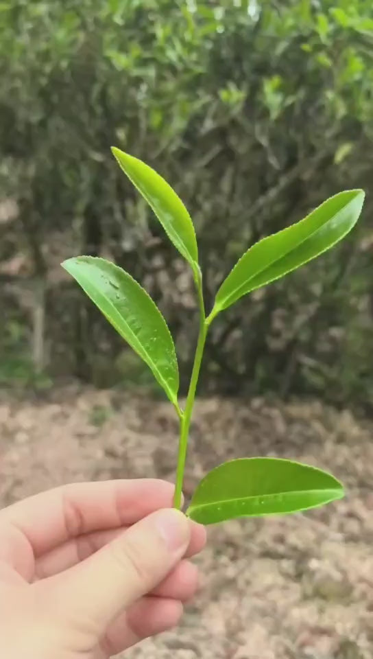 桐木关金俊眉 Hong Cha Tongmuguan Jin Jun Mei 2x5g