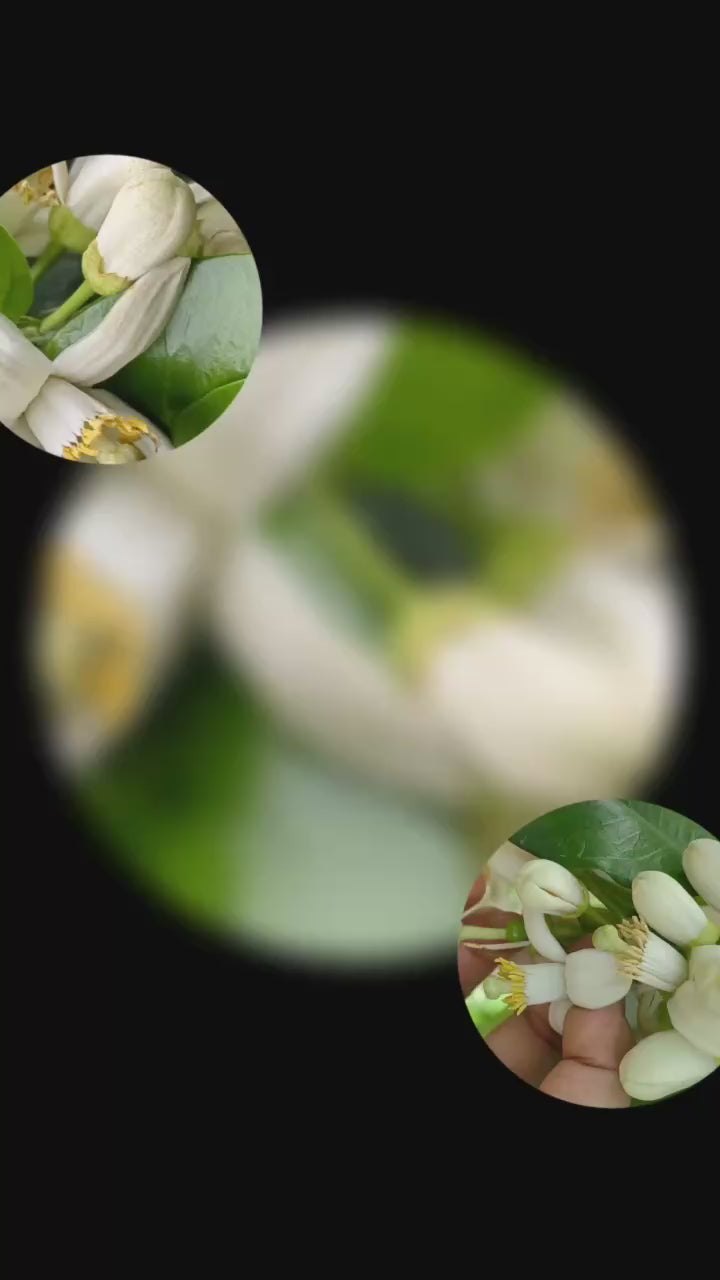 柚香奇兰 Oolong You Xiang Qi Lan Grapefruit Flower 10 Pieces
